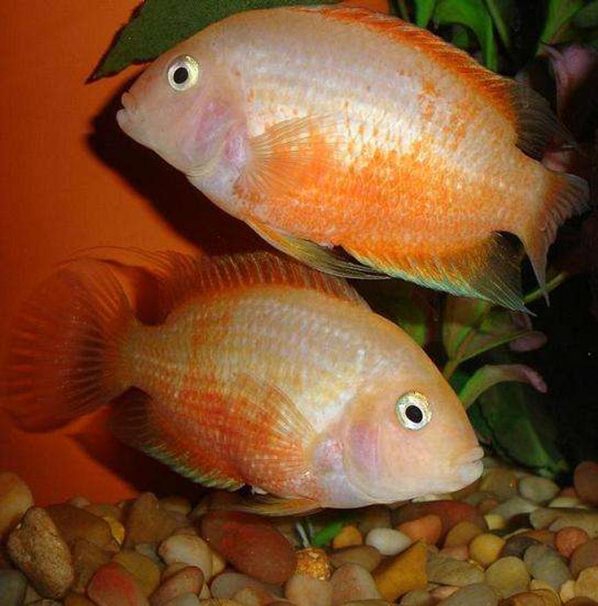 Rated #1396: Freshwater Fish - Heros Serverus - Gold Severum Stocking In 101 Gallons Tank - Female Cons