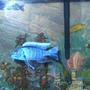 freshwater fish - sciaenochromis ahli - electric blue cichlid stocking in 55 gallons tank - my blue ahli the king of the tank