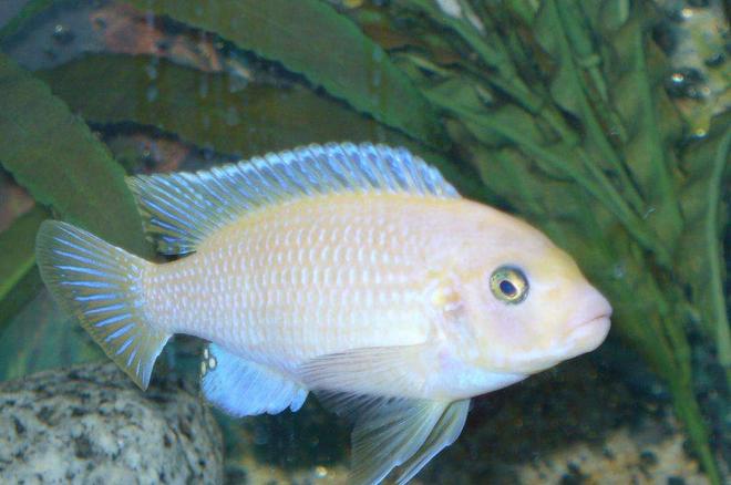 freshwater fish - pseudotropheus estherae - red zebra cichlid stocking in 55 gallons tank - red zebra