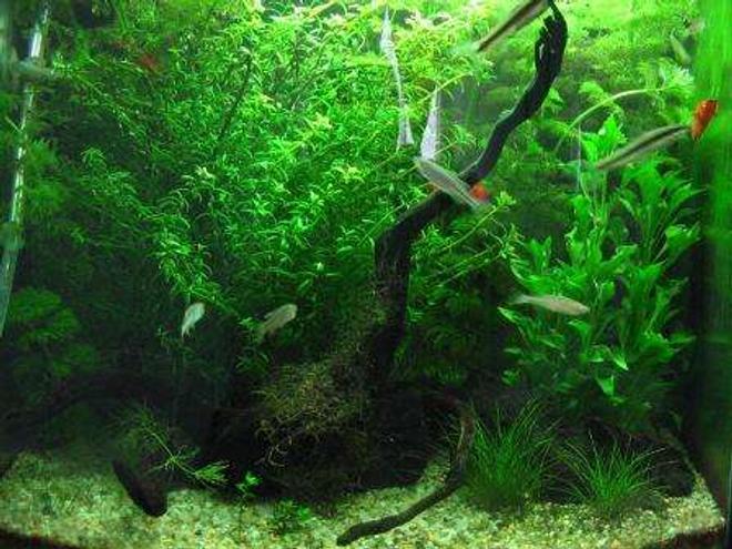 10 gallons planted tank (mostly live plants and fish) - Dimensions: 14 x 12 x 14 inch
Volume: 10 g / 40 l
Filtration: Internal Powerhead Filter @ 350 lph
Lighting : 4WPG / 11 hrs photoperiod
Substrate:  JBL AquaBasis and Fine Gravel
Water: 6.5 to 7.5ph and no other parameters measured
Others : DIY Co2
Roommates: 2 Black Molly, 3 SAE, 2 Swordtail, 1 Platy, 2 Zebra and 11 White Cloud