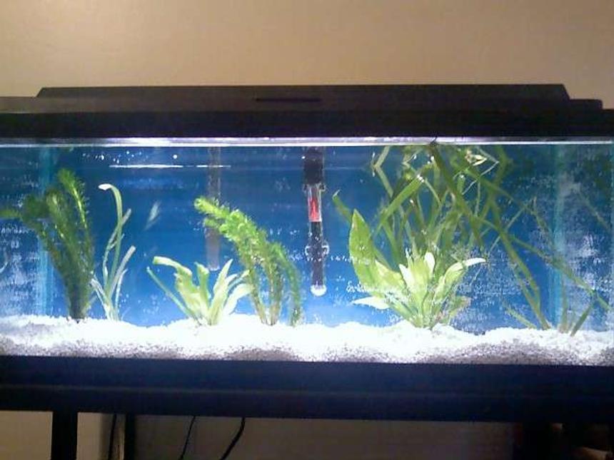 Rated #228: 55 Gallons Planted Tank - This pic was taken when I first set the tank up over a month ago and I don't have any recent pics of the whole tank with the fish in it.

This is my first live plant tank. It's a long 20g with 3 tiger barbs (used to be 5 but two died, going to get more), 6 albino cory's, and 1 false julli cory (going to get more)

I have a whisper 40 filter and 100 watt heater and a 20 watt flora glo light strip.

For plants I have amazon swords, anarchris (bad spelling), and vallernias (bad spelling) but the vallernias aren't surviving to well.