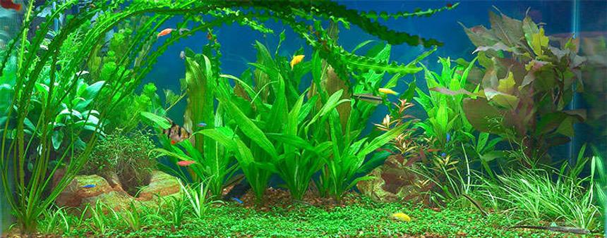 Rated #41: 50 Gallons Planted Tank - 50 gallons planted community tank
