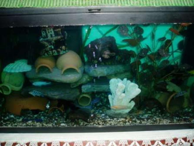 70 gallons freshwater fish tank (mostly fish and non-living decorations) - cichlides malawi