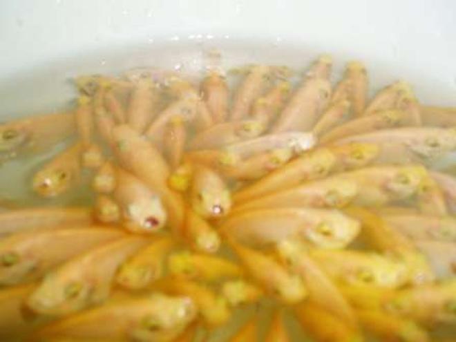 corals inverts stocking in 70 gallons tank - alevins