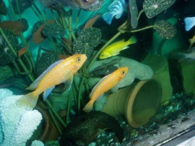 freshwater fish - labidochromis caeruleus - electric yellow cichlid stocking in 70 gallons tank - couple cichlides