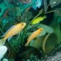 freshwater fish - labidochromis caeruleus - electric yellow cichlid stocking in 70 gallons tank - couple cichlides