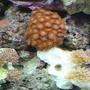 corals inverts - euphyllia paradivisa - frogspawn coral stocking in 55 gallons tank - Corals and Polyps