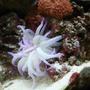 corals inverts - condylactis gigantea - condy anemone stocking in 55 gallons tank - Coral
