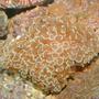corals inverts - euphyllia ancora - hammer / anchor coral stocking in 55 gallons tank - Coral