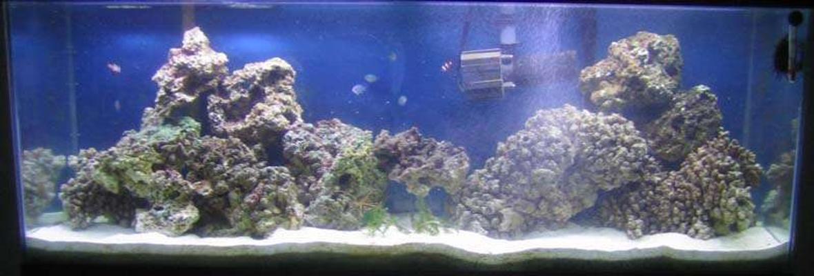 55 gallons saltwater fish tank (mostly fish, little/no live coral) - March 18, 2007