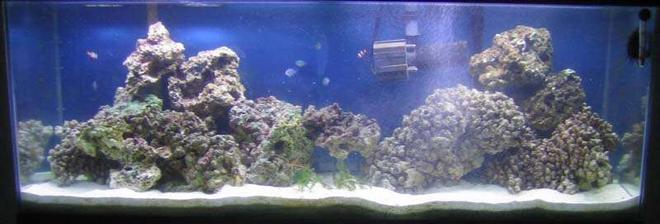 55 gallons saltwater fish tank (mostly fish, little/no live coral) - March 18, 2007