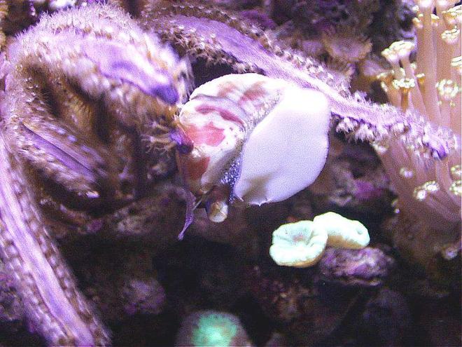 corals inverts - trochus sp. - banded trochus snail stocking in 20 gallons tank - MY 2 YEAR OLD TROCHUS SNAIL
