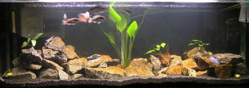 Rated #152: 160 Gallons Freshwater Fish Tank - My 6ft Malawi tank. A mix of mbuna and peacefull haps. Plus a couple of plants for color.