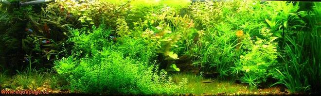 100 gallons planted tank (mostly live plants and fish) - My aquarium