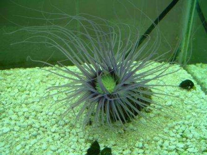 corals inverts - cerianthus membranacea - tube anemone stocking in 55 gallons tank - Tube anemone in my old 55 gal.