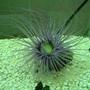 corals inverts - cerianthus membranacea - tube anemone stocking in 55 gallons tank - Tube anemone in my old 55 gal.