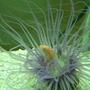 corals inverts - cerianthus membranacea - tube anemone stocking in 55 gallons tank - Fun to watch