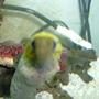 saltwater fish - gymnothorax fimbriatus - fimbriated eel stocking in 55 gallons tank - Nice close up