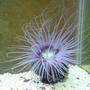 corals inverts - cerianthus membranacea - tube anemone stocking in 55 gallons tank - Tube anemone again