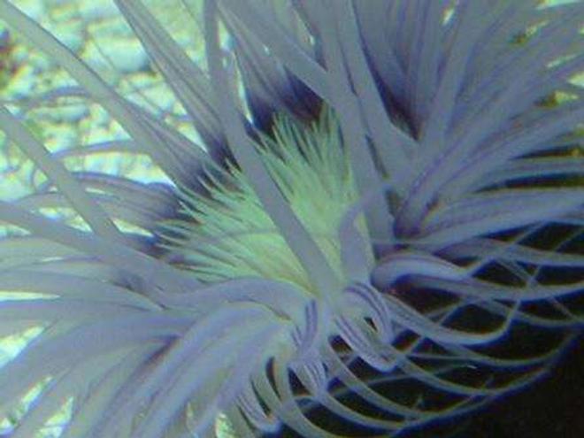 corals inverts - cerianthus membranacea - tube anemone stocking in 55 gallons tank - Good close up