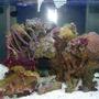 55 gallons reef tank (mostly live coral and fish) - Right after the switch from 55 to 29 gal