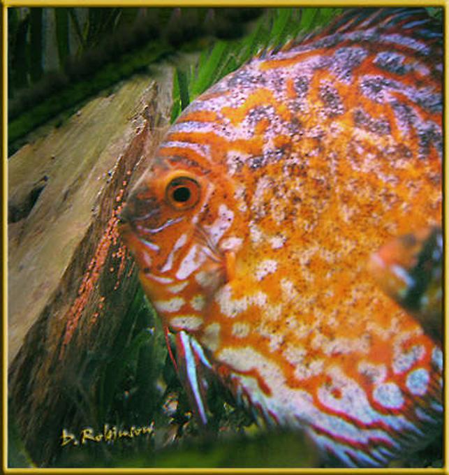 freshwater fish - symphysodon sp. - red marlboro discus stocking in 180 gallons tank - Marlboro Red tending to her egggs