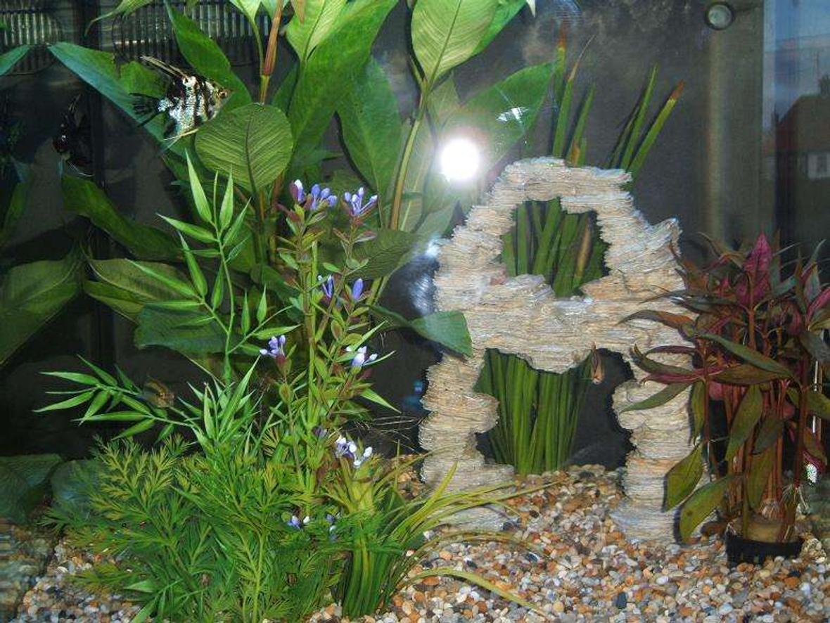 21 gallons planted tank (mostly live plants and fish) - My Nano Cube i have had for 3-4 weeks and am constantly adding to it. IF YOU SAVE THE PICTURE AND OPEN IT YOU GET A MUCH CLEARER VIEW