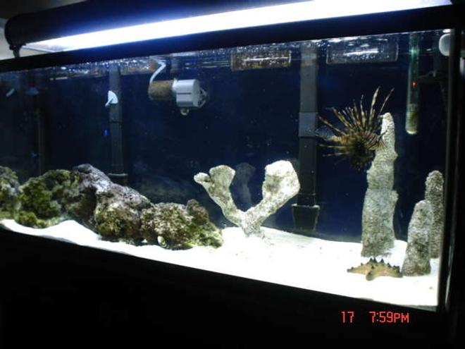 55 gallons saltwater fish tank (mostly fish, little/no live coral) - 55 gallon FOWLR