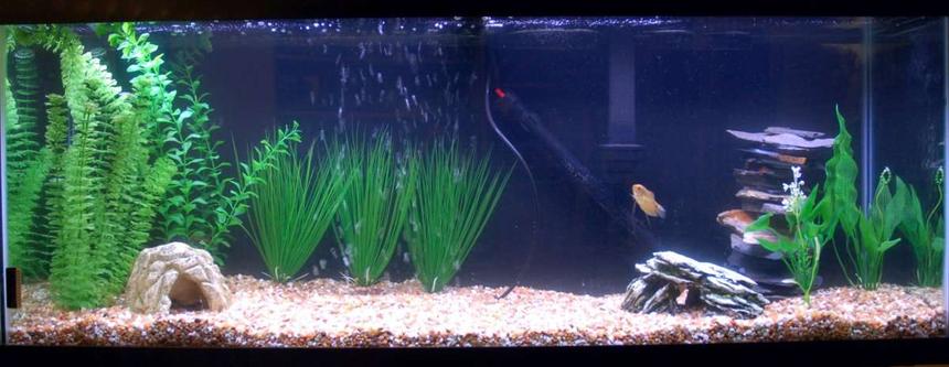 Rated #3178: 55 Gallons Freshwater Fish Tank - Here is my tank