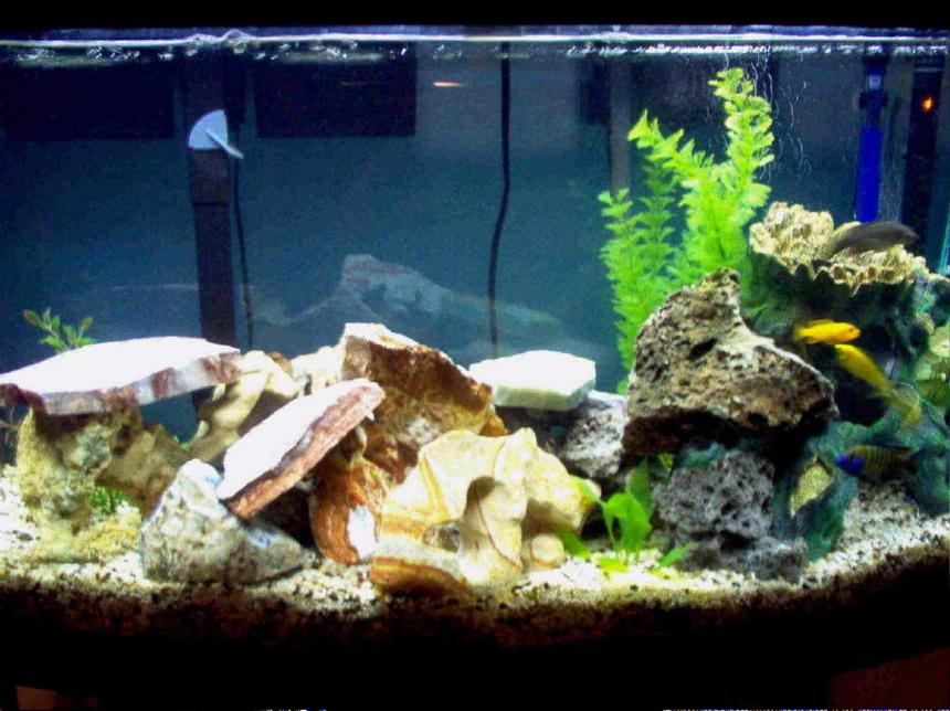 Rated #318: 46 Gallons Freshwater Fish Tank - Here's an updated picture of my 46 gallon Lake Malawi mixed mbuna tank. Enjoy!
