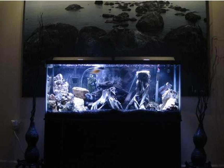 Rated #173: 55 Gallons Freshwater Fish Tank - My first Tank. Cut me some slack they train me to kill not tank :P USMC!