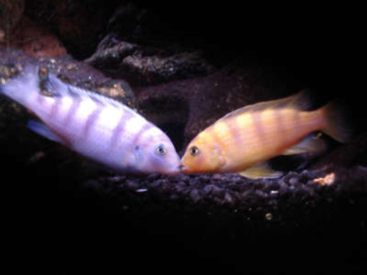 freshwater fish - metriaclima lombardoi - kenyi cichlid stocking in 55 gallons tank - And then there were babies.......