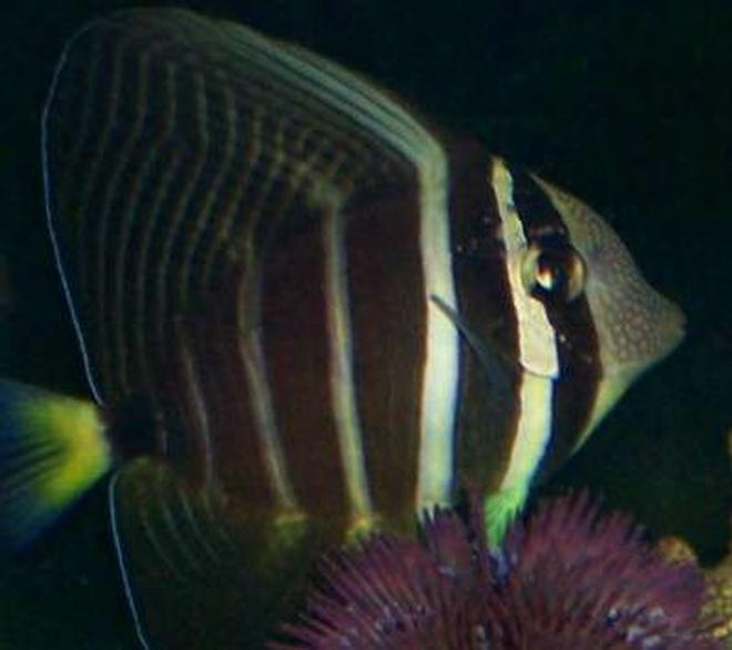 saltwater fish - zebrasoma veliferum - sailfin tang stocking in 70 gallons tank - 1 year old Sailfin Tang swimming above purple urchen