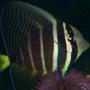 saltwater fish - zebrasoma veliferum - sailfin tang stocking in 70 gallons tank - 1 year old Sailfin Tang swimming above purple urchen