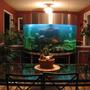 144 gallons freshwater fish tank (mostly fish and non-living decorations) - 144 Gallon Semi Circle