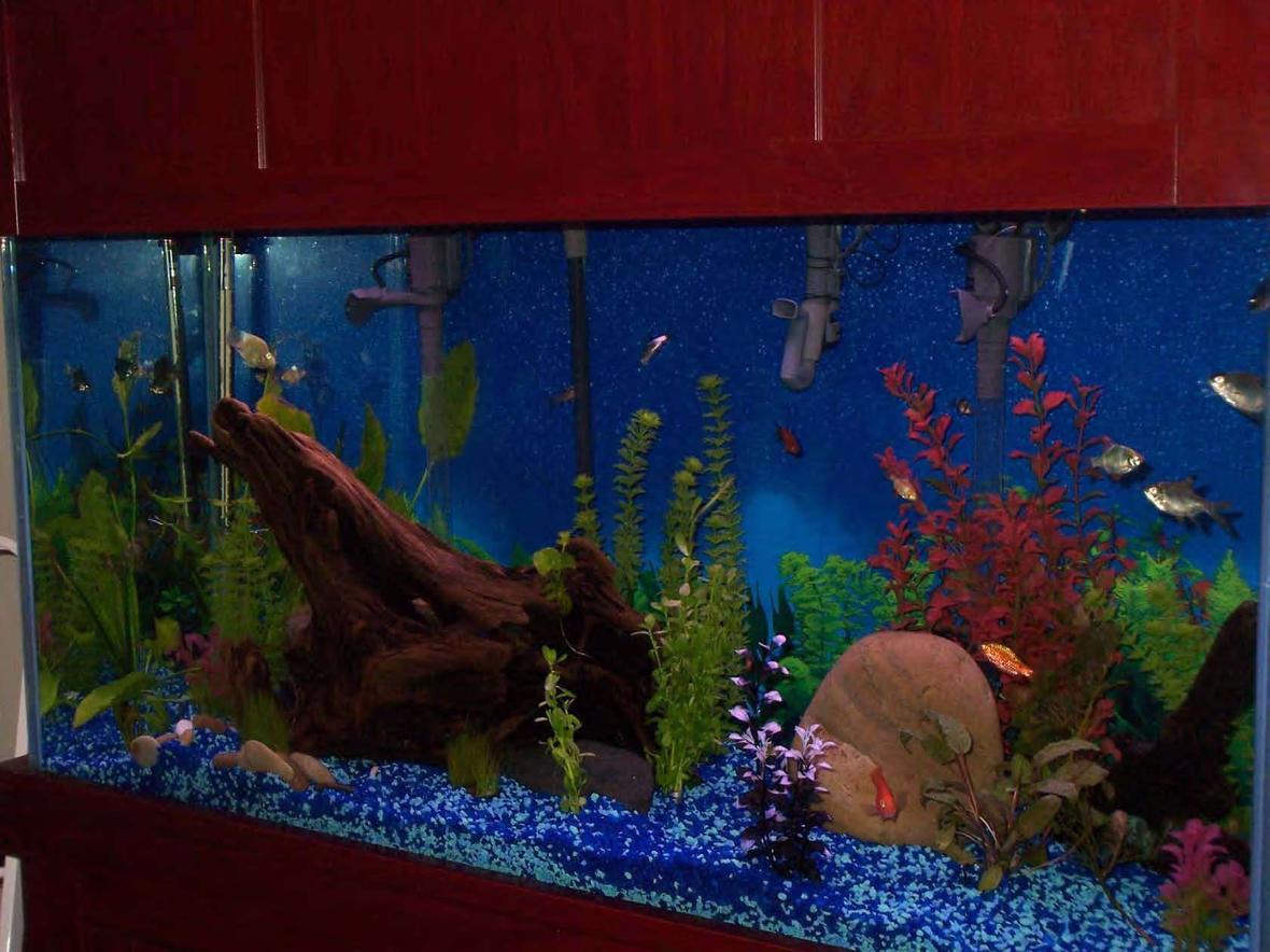 90 gallons freshwater fish tank (mostly fish and non-living decorations) - My first tank, lots of fun! 90 Gal, gauramis, barbs, parrots, catfish, alage eater, sharks. Driftwood from the Hudson River, river rocks, some live plant and some silk.