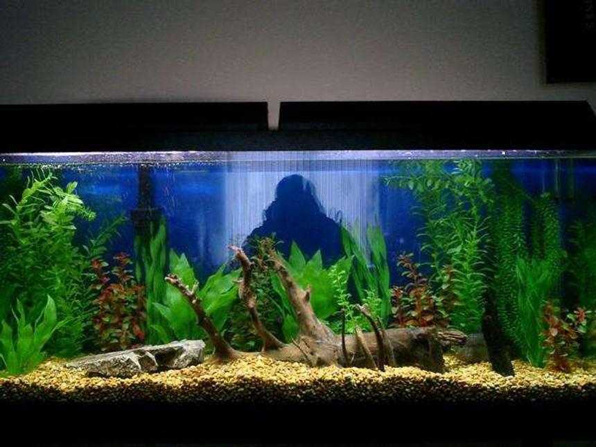 Rated #75: 60 Gallons Freshwater Fish Tank - NEW 65