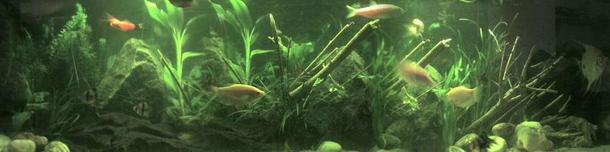 Rated #169: 26 Gallons Planted Tank - a panaramic view ov my tank,
its inproving slowly,
if u look at my outher pics u can see what it looked like larst mouth,
its just all growing and aquascapeing nw,