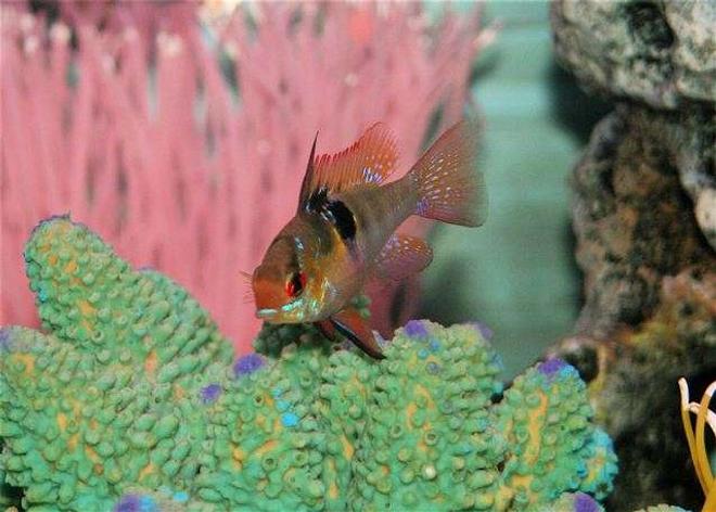 freshwater fish - papiliochromis ramirezi - german blue ram stocking in 75 gallons tank - german blue ram