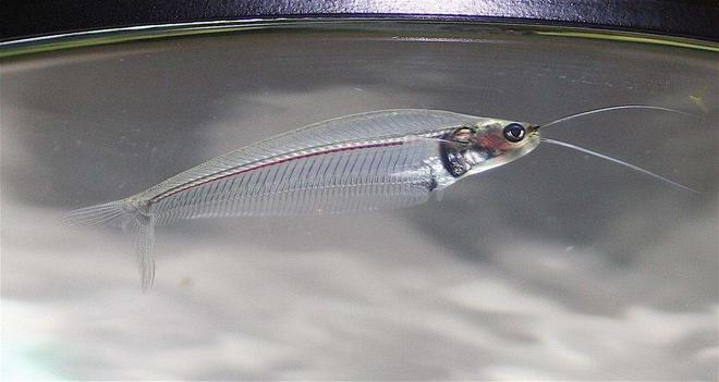 freshwater fish - kryptopterus bicirrhis - ghost glass cat stocking in 75 gallons tank - Closeup of Asian Glasscat