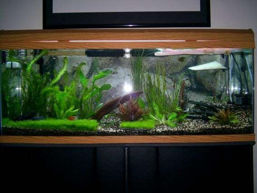 Rated #1488: 55 Gallons Planted Tank - My first planted fish tank.  Just got into the hobby and I want to keep adding on.  
3wpg
Riccia started about a month ago.
trying to grow some more.