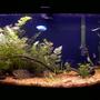 46 gallons freshwater fish tank (mostly fish and non-living decorations) - 46 GALLON BOW FRONT