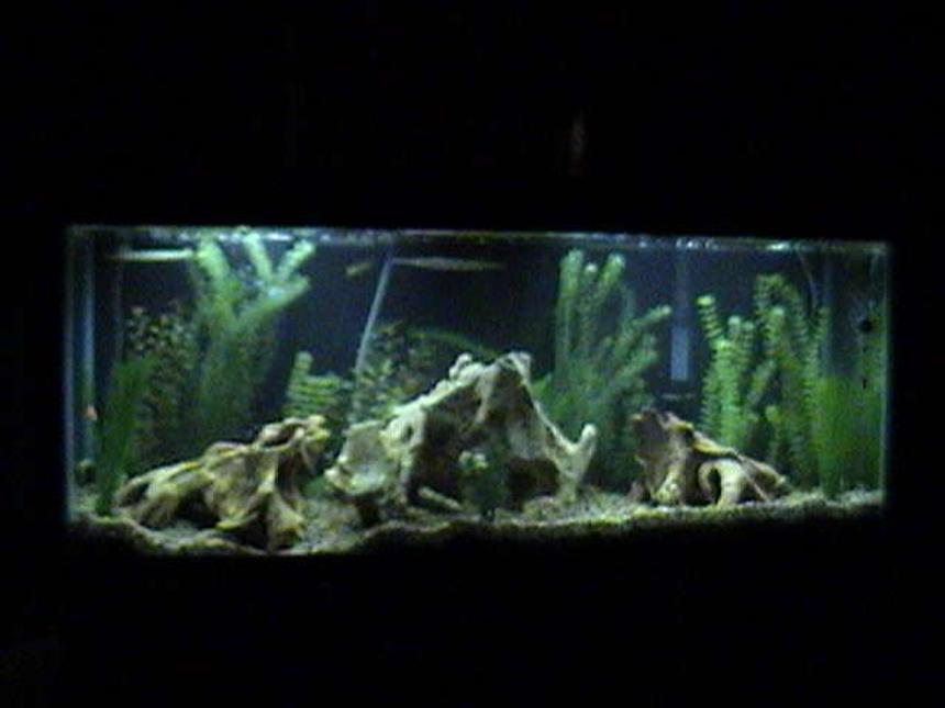 Rated #2221: 55 Gallons Freshwater Fish Tank - Is the 55 gallon tank above that has needle nose fish, dragon fish, mollies, etc.