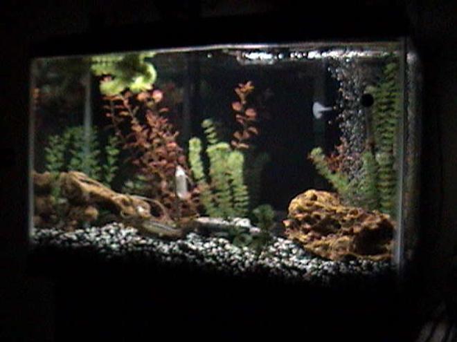 55 gallons freshwater fish tank (mostly fish and non-living decorations) - African cichlid 20 gallon tank, has 6 fish. 2 Auratus, 2 Red Zebra, 2 Snow White Zebra. Is a nice tank.