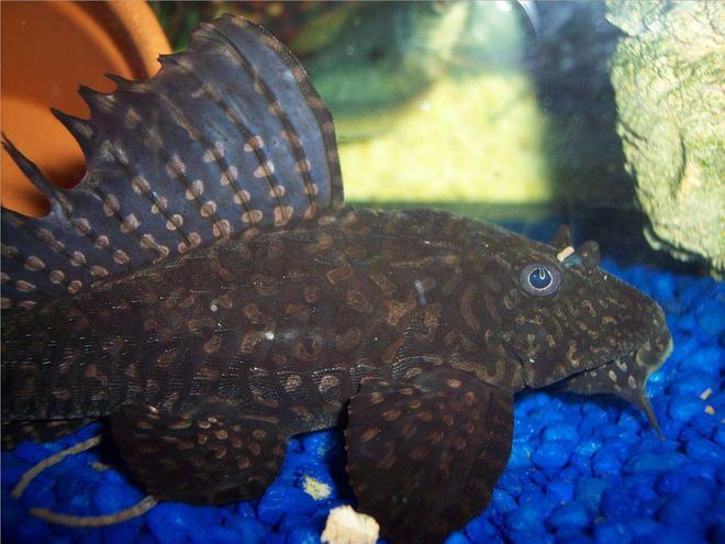 freshwater fish - pseudoacanthicus spinosus - chocolate chip spiny pleco (l-160) stocking in 72 gallons tank - Cujo eating