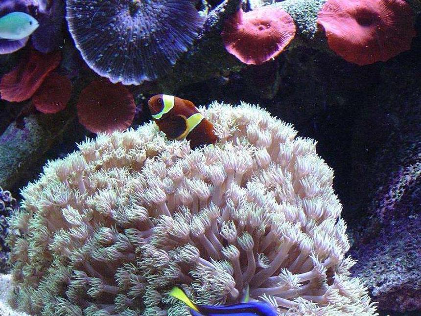 Rated #17: Corals Inverts - Anthelia Sp. - Waving Hand, Thick Stem Stocking In 41 Gallons Tank - .