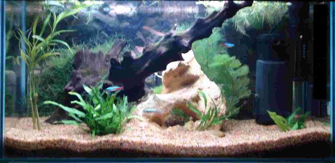 10 gallons freshwater fish tank (mostly fish and non-living decorations) - My tank