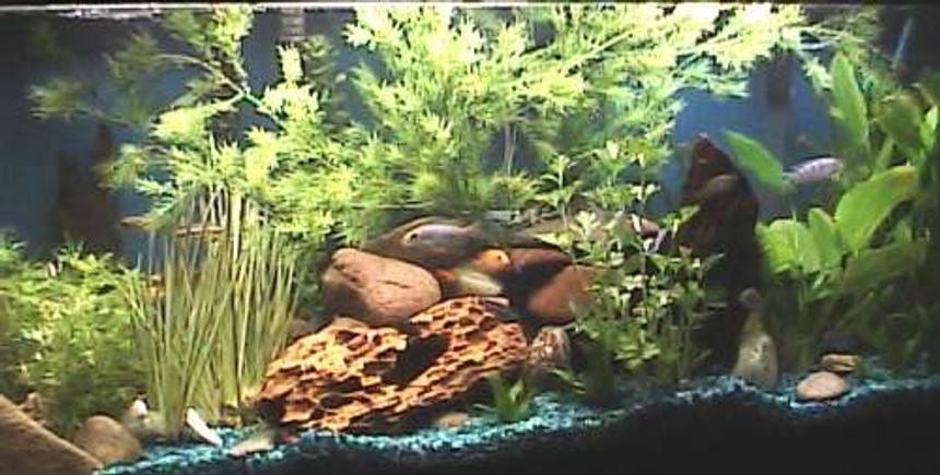 Rated #98: 55 Gallons Planted Tank - 55 gal Malawi Mbuna Cichilds/plants