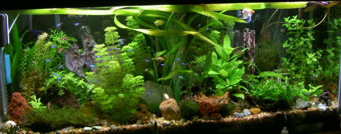 55 gallons planted tank (mostly live plants and fish) - 55g planted community. starter seed soil bottom, co2(cheap system), T5 lights, sera florena fert. neons, harlequin rasp.syno's,petricola's, decorus, angelicus. Marble hatchets, glass cats, and loads more