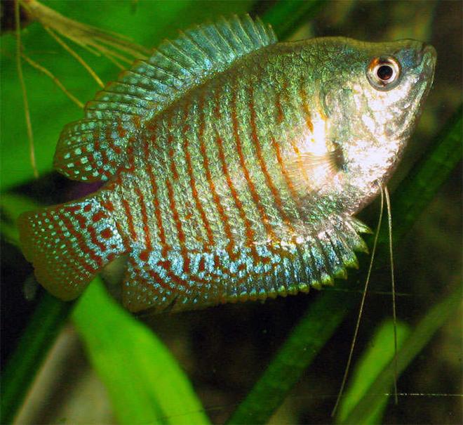 freshwater fish - colisa lalia - dwarf gourami stocking in 26 gallons tank - Dwarf gaurami.  Angry mood.